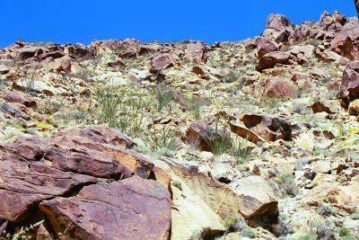 Palms Trail