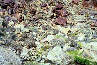 Palms Trail