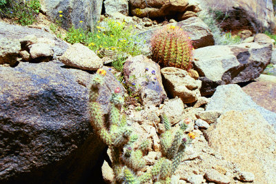 Palms Trail