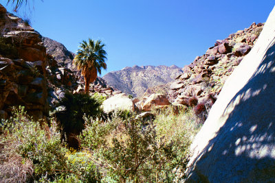 Palms Trail