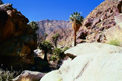 Palms Trail
