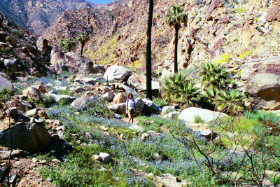 Palms Trail