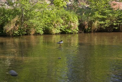 Oak Creek