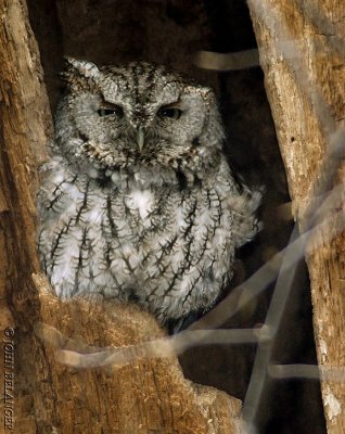 Screech Owls