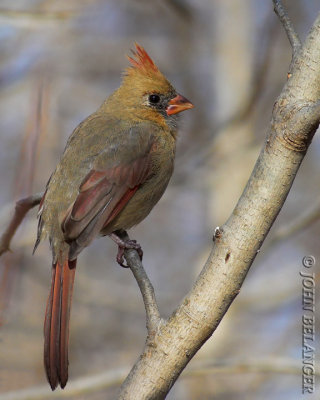 Cardinal Female