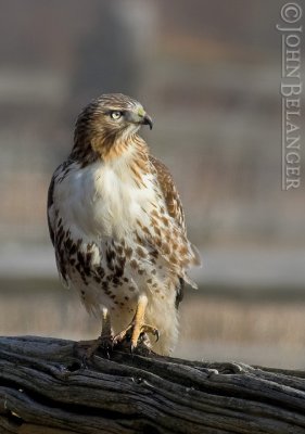 Red Tail Hawk