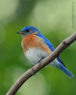 Blue Birds