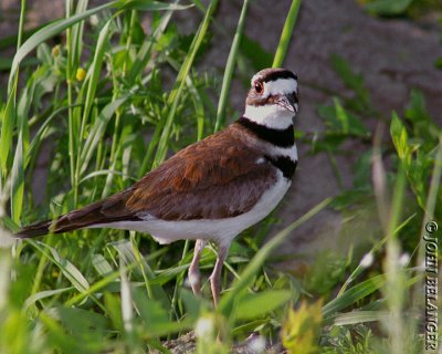 Killdeer