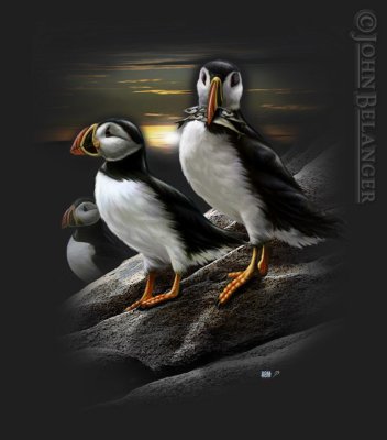 Puffins2.jpg