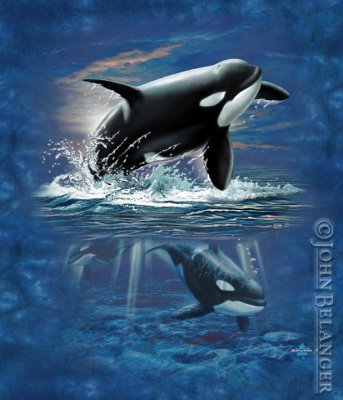 Orca.jpg