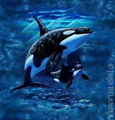 8929 Orca  Baby.jpg