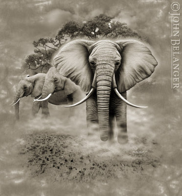 Elephants.jpg