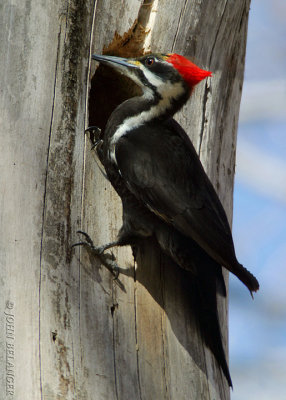 Woodpeckers