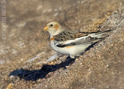 Snow Buntings