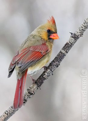 Cardinals