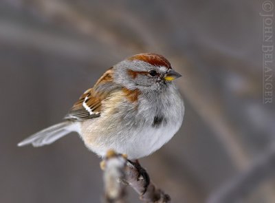 Tree Sparrow CRW_4773-01.jpg