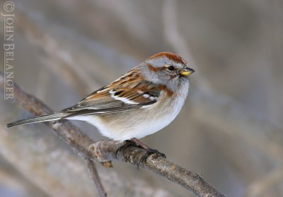 Tree Sparrow CRW_4774-01.jpg