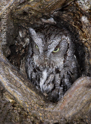 Screech Owls
