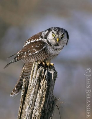 Hawk Owls