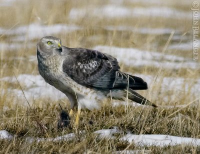 Northern Harrier