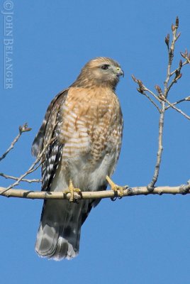 misc_hawks