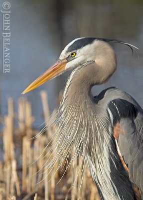 Herons