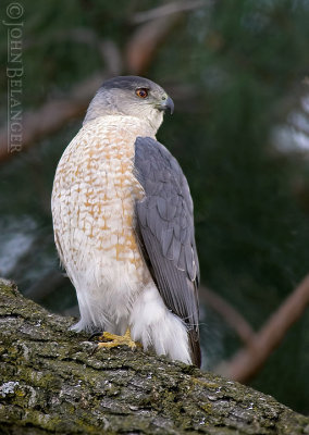 Coopers Hawk