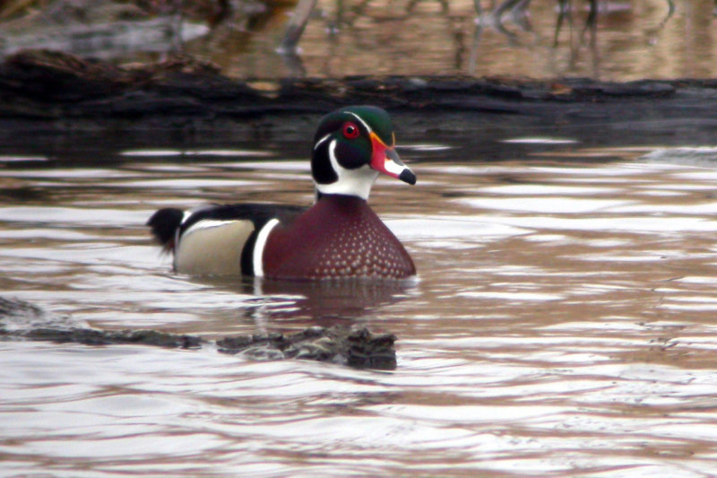 Wood Duck