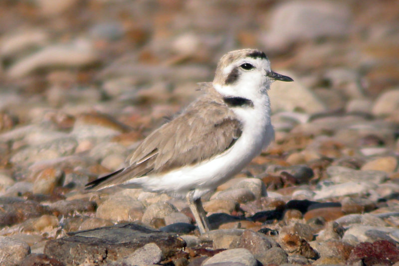 Snowy Plover