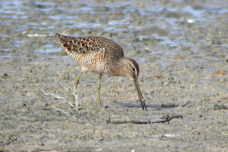 Dowitcher