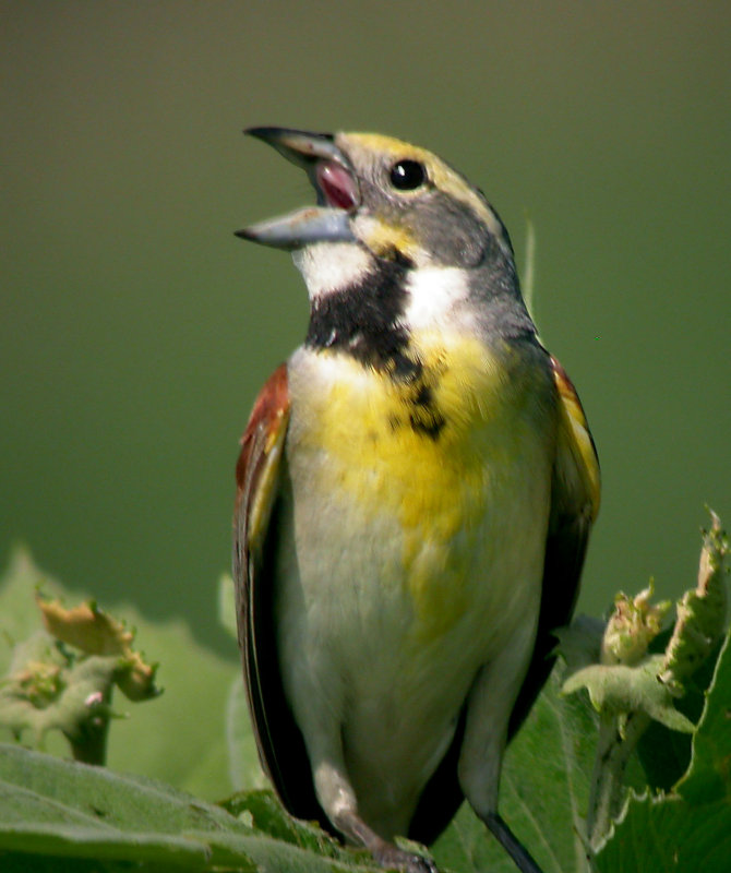 Dickcissel