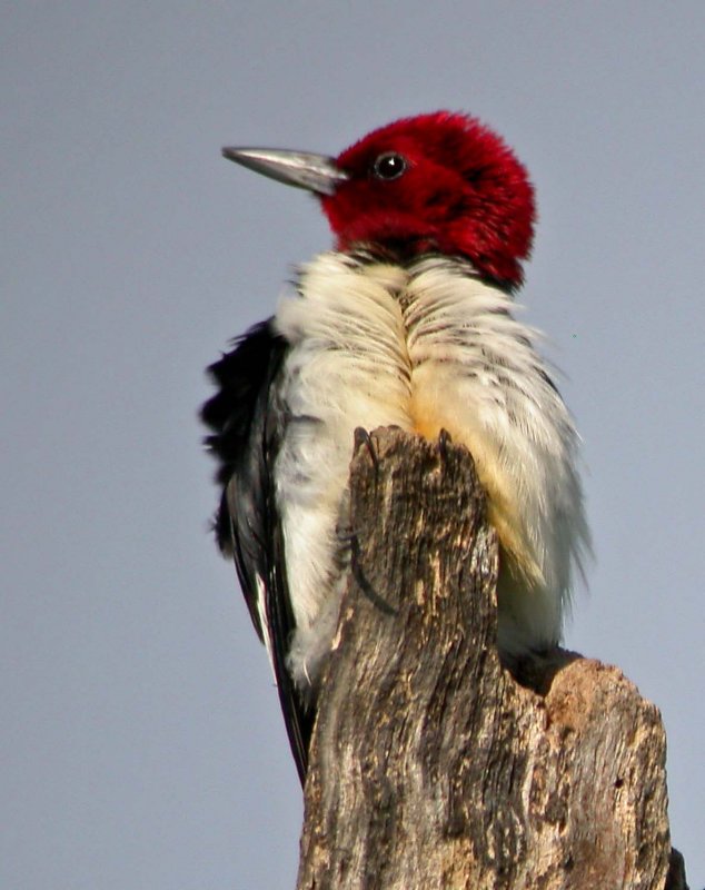 Red-headed Woodpecker