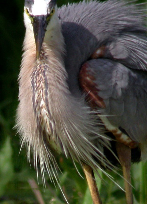 Great Blue Heron