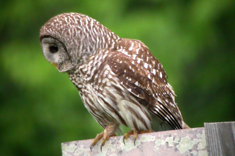 Barred Owl