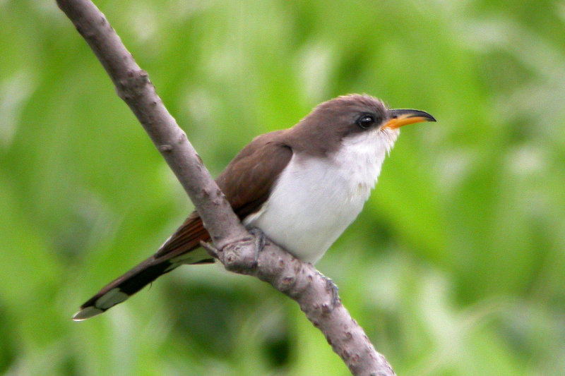 Yellow-billed Cuckoo