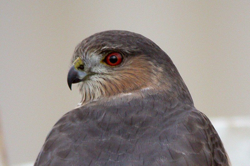 Sharp-shinned Hawk