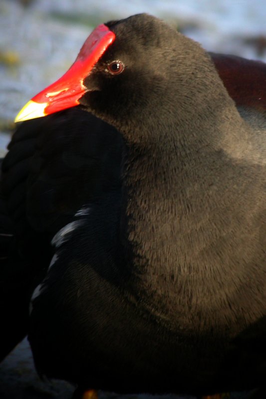 Common Moorhen