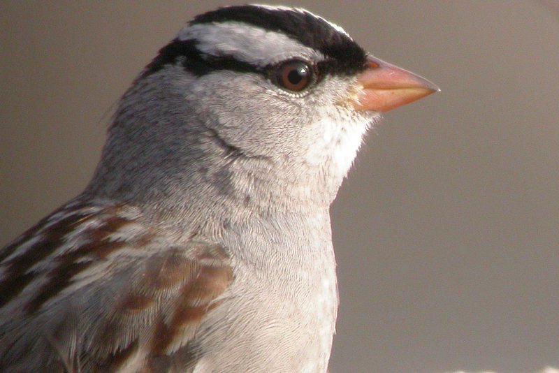 White-crowned Sparrow