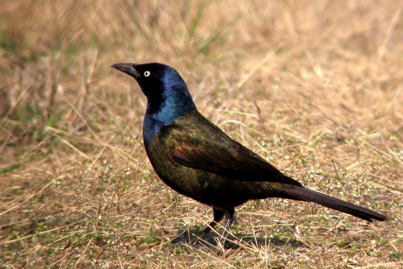 Common Grackle