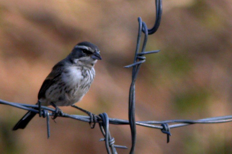 Black-Throated Sparrow (immature)