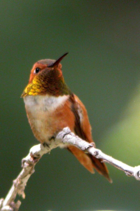 Rufous Hummingbird