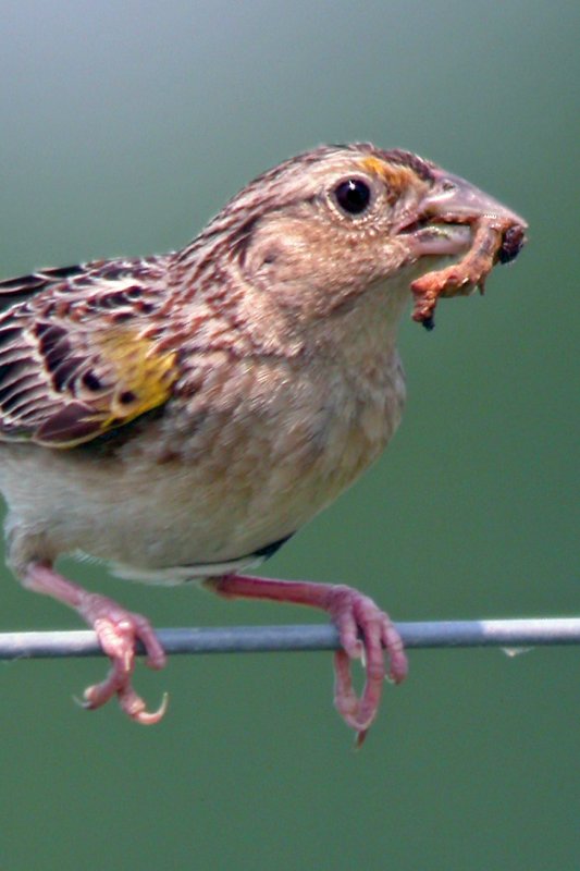 Grasshopper Sparrow