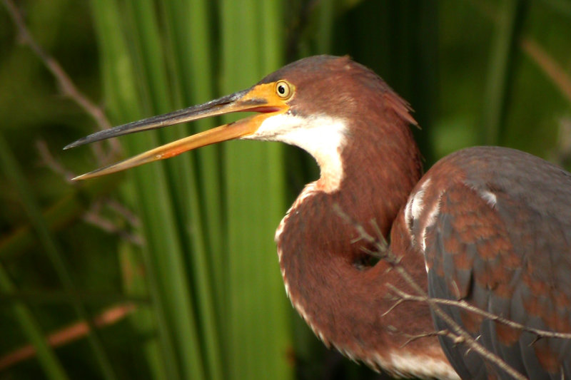 Tri-Colored Heron