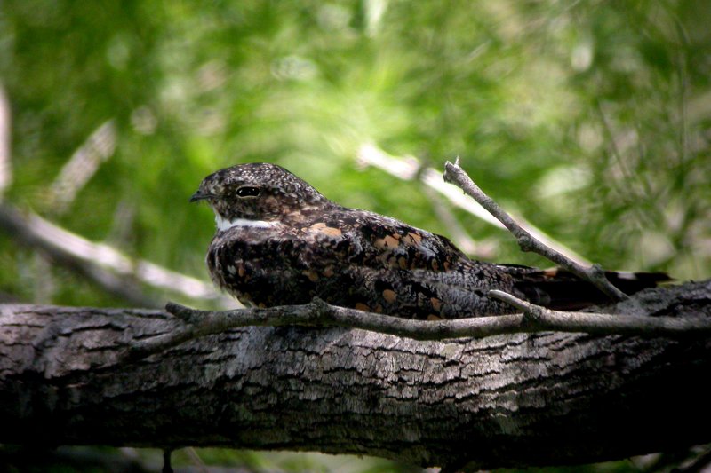 Common Nighthawk