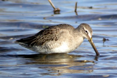 Short-billed Dowitcher