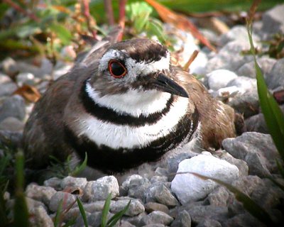 Killdeer