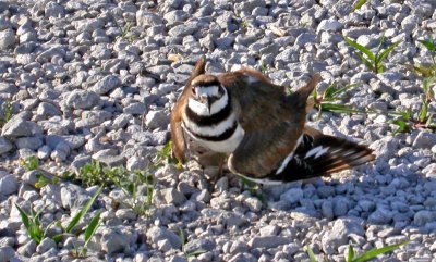 Killdeer