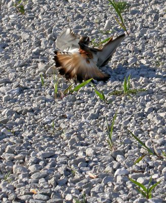 Killdeer 
