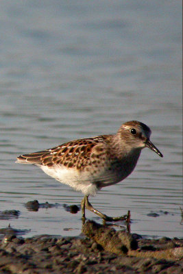 Least Sandpiper