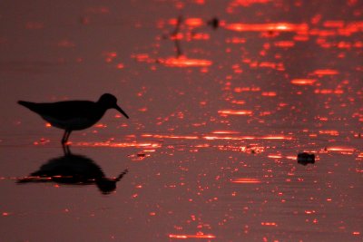 Solitary Sandpiper